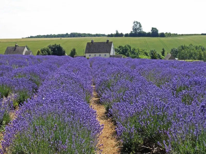 Lavender Cottage